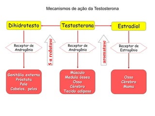 Dihidrotesto
Receptor de
Androgênio
Genitália externa
Próstata
Pele
Cabelos, pelos
5
α
redutase
Testosterona
Receptor de
Androgênio
Músculo
Medula óssea
Osso
Cérebro
Tecido adiposo
aromatase
Estradiol
Receptor de
Estrogênio
Osso
Cérebro
Mama
Mecanismos de ação da Testosterona
 