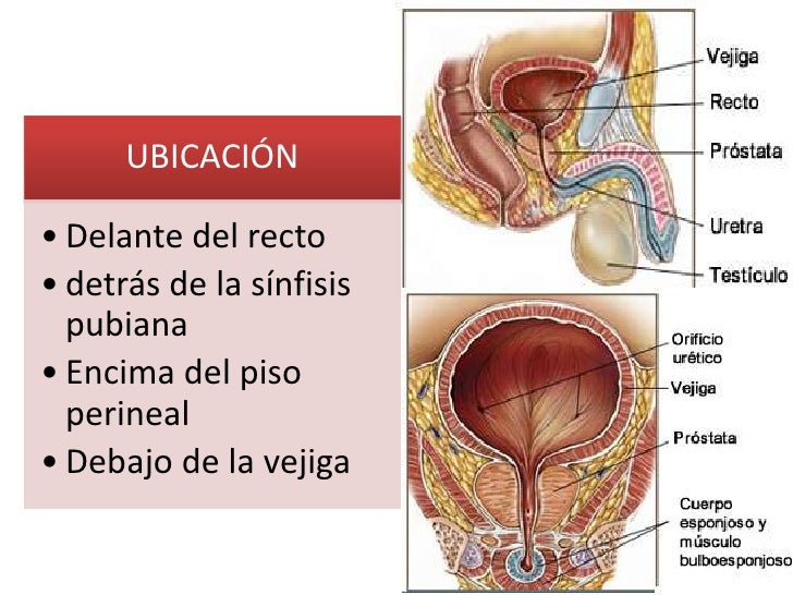 Cancer De Prostata Novembro Azul Ppt Cancer De Prostata