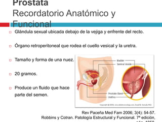 Próstata
    Recordatorio Anatómico y
    Funcional
   Glándula sexual ubicada debajo de la vejiga y enfrente del recto.


   Órgano retroperitoneal que rodea el cuello vesical y la uretra.


   Tamaño y forma de una nuez.


   20 gramos.


   Produce un fluido que hace
    parte del semen.


                                      Rev Paceña Med Fam 2006; 3(4): 54-57.
                 Robbins y Cotran. Patología Estructural y Funcional. 7ª edición,
 