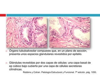    Órgano tubuloalveolar compuesto que, en un plano de sección,
    presenta unos espacios glandulares revestidos por epitelio.


   Glándulas revestidas por dos capas de células: una capa basal de
    ep cúbico bajo cubierto por una capa de células secretoras
    cilíndricas.
              Robbins y Cotran. Patología Estructural y Funcional. 7ª edición, pág. 1050.
 