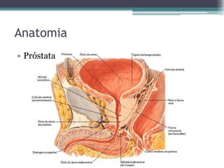 Anatomia 
• Próstata 
 