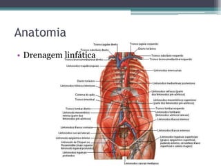 Anatomia 
• Drenagem linfática 
 