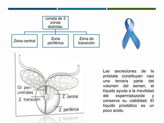 consta de 3 
zonas 
distintas: 
Zona central 
Zona 
periférica 
Zona de 
transición 
Las secreciones de la 
próstata constituyen casi 
una tercera parte del 
volumen del semen, el 
líquido ayuda a la movilidad 
del espermatozoide y 
conserva su viabilidad. El 
líquido prostático es un 
poco acido. 
 