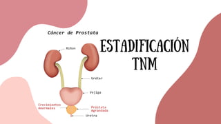 ESTADIFICACIÓN
TNM
 