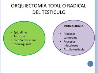 ORQUIECTOMIA TOTAL O RADICAL
DEL TESTICULO
INDICACIONES
•
•
•
•
Epidídimo
Testículo
cordón testicular
zona inguinal
• Procesos
tumorales
Procesos
infecciosos
Atrofia testicular
•
•
 