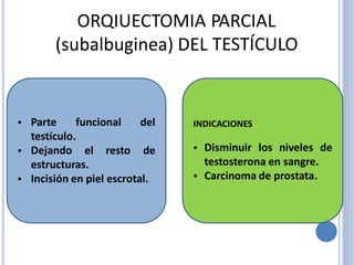 ORQIUECTOMIA PARCIAL
TESTÍCULO(subalbuginea) DEL
• Parte funcional del INDICACIONES
testículo.
Dejando • Disminuir los niveles de• el resto de
testosterona en sangre.
Carcinoma de prostata.
estructuras.
Incisión en piel escrotal. ••
 