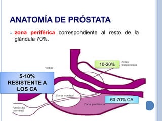 ANATOMÍA DE PRÓSTATA
 zona periférica correspondiente al resto de la
glándula 70%.
60-70% CA
10-20%
5-10%
RESISTENTE A
LOS CA
 