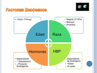 • Dependiente
de Andrógeno
• +Edad
• Un paso
• Dependiente
• ↑ Testosterona
• ↓ Privación
Andrógenos
• Negros (↑15%)
• Blancos
• Amarillos
• +Edad =↑Riesgo
Edad Raza
HBPHormonas
 