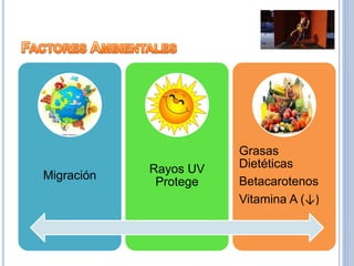 Migración
Rayos UV
Protege
Grasas
Dietéticas
Betacarotenos
Vitamina A (↓)
 