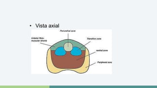 • Vista axial 
 