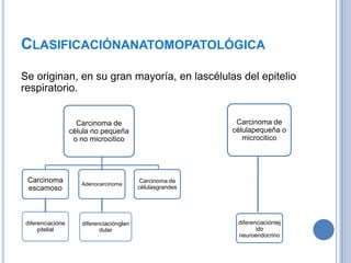 CLASIFICACIÓNANATOMOPATOLÓGICA
Se originan, en su gran mayoría, en lascélulas del epitelio
respiratorio.


                    Carcinoma de                            Carcinoma de
                  célula no pequeña                        célulapequeña o
                   o no microcitico                           microcitico




 Carcinoma           Adenocarcinoma
                                           Carcinoma de
 escamoso                                 célulasgrandes




diferenciacióne      diferenciaciónglan                     diferenciacióntej
     pitelial               dular                                  ido
                                                            neuroendocrino
 