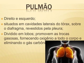 PULMÃO
 Direito e esquerdo;
 situados em cavidades laterais do tórax, sobre
o diafragma, revestidos pela pleura;
 Dividido em lobos; promovem as trocas
gasosas, fornecendo oxigênio a todo o corpo e
eliminando o gás carbônico.
 