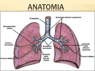 ANATOMIA
 