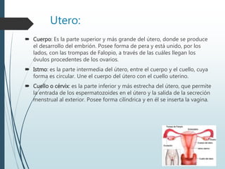 Utero:
 Cuerpo: Es la parte superior y más grande del útero, donde se produce
el desarrollo del embrión. Posee forma de pera y está unido, por los
lados, con las trompas de Falopio, a través de las cuáles llegan los
óvulos procedentes de los ovarios.
 Istmo: es la parte intermedia del útero, entre el cuerpo y el cuello, cuya
forma es circular. Une el cuerpo del útero con el cuello uterino.
 Cuello o cérvix: es la parte inferior y más estrecha del útero, que permite
la entrada de los espermatozoides en el útero y la salida de la secreción
menstrual al exterior. Posee forma cilíndrica y en él se inserta la vagina.
 