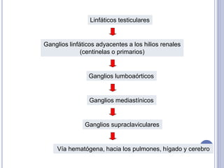 Linfáticos testiculares
Ganglios linfáticos adyacentes a los hilios renales
(centinelas o primarios)
Ganglios lumboaórticos
Ganglios mediastínicos
Ganglios supraclaviculares
Vía hematógena, hacia los pulmones, hígado y cerebro
 