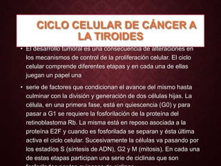 CICLO CELULAR DE CÁNCER A
LA TIROIDES
• El desarrollo tumoral es una consecuencia de alteraciones en
los mecanismos de control de la proliferación celular. El ciclo
celular comprende diferentes etapas y en cada una de ellas
juegan un papel una

• serie de factores que condicionan el avance del mismo hasta
culminar con la división y generación de dos células hijas. La
célula, en una primera fase, está en quiescencia (G0) y para
pasar a G1 se requiere la fosforilación de la proteína del
retinoblastoma Rb. La misma está en reposo asociada a la
proteína E2F y cuando es fosforilada se separan y ésta última
activa el ciclo celular. Sucesivamente la células va pasando por
los estadíos S (síntesis de ADN), G2 y M (mitosis). En cada una
de estas etapas participan una serie de ciclinas que son

 