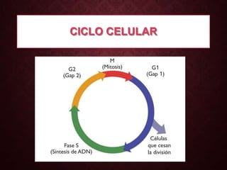 CICLO CELULAR

 