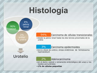 Histología
Urotelio
2%
uréter
o uretra
90%
vejiga
8%
pelvis
renal
Carcinoma de células transicionales94%
•desde la pelvis renal hasta los dos tercios proximales de la
uretra
Carcinoma epidermoides3%
•tercio distal de uretra y áreas endémicas de Schistosoma
haematobium
Adenocarcinoma2%
•en el domo vesical o remanente embriológico del uraco y los
tejidos periuretrales
•1% de células pequeñas
 