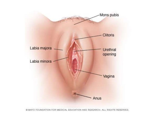 cncer-de-vulva-y-vagina-4-638.jpg