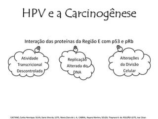 HPV e a Carcinogênese 
Interação das proteínas da Região E com p53 e pRb 
Atividade 
Transcricional 
Descontrolada 
Replicação 
Alterada do 
DNA 
Alterações 
da Divisão 
Celular 
CAETANO, Carlos Henrique; SILVA, Dario Silva da; LEITE, Maria Clara de L. A.; CABRAL, Nayara Martins; SOUZA, Thaynara A. de; ROLDÃO-LEITE, Isac César. 
 