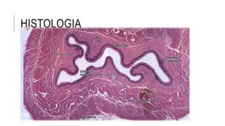 HISTOLOGIA
 