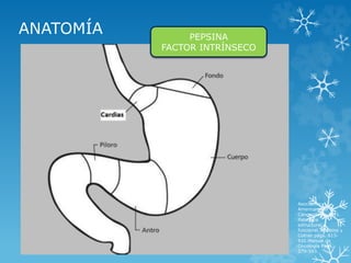 ANATOMÍA PEPSINA
FACTOR INTRÍNSECO
Asociación
Americana de
Cancerología.2011.
Patología
estructural y
funcional. Robbins y
Cotran págs. 813-
831.Manual de
Oncología Pags.
579-593.
 