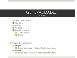 GENERALIDADES
ANATOMÍA
 Tiene 4 porciones:1
 Cardias.
 Fundus.
 Cuerpo.
 Porción Pilórica.
 Antro pilórico,
 Píloro
 Posee 2 curvaturas:2
 Mayor.
 Borde cóncavo y más corto del estómago.
 Menor.
 Borde convexo y más largo del estómago.
 