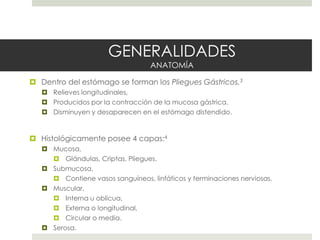 GENERALIDADES
ANATOMÍA
 Dentro del estómago se forman los Pliegues Gástricos.3
 Relieves longitudinales,
 Producidos por la contracción de la mucosa gástrica.
 Disminuyen y desaparecen en el estómago distendido.
 Histológicamente posee 4 capas:4
 Mucosa,
 Glándulas, Criptas, Pliegues.
 Submucosa,
 Contiene vasos sanguíneos, linfáticos y terminaciones nerviosas.
 Muscular,
 Interna u oblicua,
 Externa o longitudinal,
 Circular o media.
 Serosa.
 