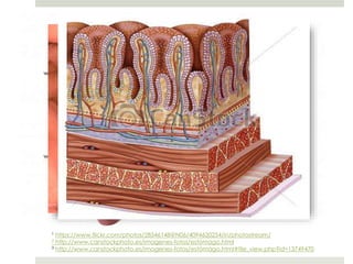 1 https://www.flickr.com/photos/28546148@N06/4094620254/in/photostream/
2 http://www.canstockphoto.es/imagenes-fotos/estómago.html
3 http://www.canstockphoto.es/imagenes-fotos/estómago.html#file_view.php?id=13749470
 