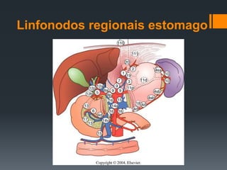Linfonodos regionais estomago
 