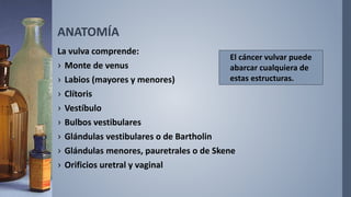 ANATOMÍA
La vulva comprende:
› Monte de venus
› Labios (mayores y menores)
› Clítoris
› Vestíbulo
› Bulbos vestibulares
› Glándulas vestibulares o de Bartholin
› Glándulas menores, pauretrales o de Skene
› Orificios uretral y vaginal
El cáncer vulvar puede
abarcar cualquiera de
estas estructuras.
 