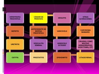 HIPERTROFIA
PROSTÁTICA
NEFRITIS
URETRITIS
CISTITIS PROSTATITIS
VESICULITIS
SEMINAL
ANTECEDENTE DE
BIOPSIA
PROSTÁTICA
CÁNCER DE
PRÓSTATA
ORQUITIS
VARICOCELE
HIDROCELE
EXTENSO
EPIDIDIMITIS LITIASIS RENAL
CIRUGÍAS, COMO
MUCHAS
HERNIORRAFIAS,
VASECTOMÍA, ETC.
CARCINOMA
MAMARIO
OTRAS
ALTERACIONES
 