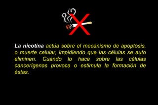 La nicotina actúa sobre el mecanismo de apoptosis,
o muerte celular, impidiendo que las células se auto
eliminen. Cuando lo hace sobre las células
cancerígenas provoca o estimula la formación de
éstas.
 