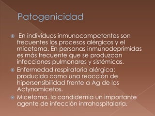 En individuos inmunocompetentes son
frecuentes los procesos alérgicos y el
micetoma. En personas inmunodeprimidas
es más frecuente que se produzcan
infecciones pulmonares y sistémicas.
 Enfermedad respiratoria alérgica:
producida como una reacción de
hipersensibilidad frente a Ag de los
Actynomicetos.
 Micetoma. la candidemia un importante
agente de infección intrahospitalaria.


 