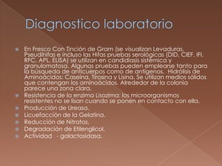 








En Fresco Con Tinción de Gram (se visualizan Levaduras,
Pseudihifas e incluso las Hifas pruebas serológicas (DID, CIEF, IFI,
RFC, APL, ELISA) se utilizan en candidiasis sistémica y
granulomatosa. Algunas pruebas pueden emplearse tanto para
la búsqueda de anticuerpos como de antígenos. Hidrólisis de
Aminoácidos: Caseína, Tirosina y Lisina. Se utilizan medios sólidos
que contengan los aminoácidos. Alrededor de la colonia
parece una zona clara.
Resistencia de la enzima Lisozima: los microorganismos
resistentes no se lisan cuando se ponen en contacto con ella.
Producción de Ureasa.
Licuefacción de la Gelatina.
Reducción de Nitratos.
Degradación de Etilenglicol.
Actividad - galactosidasa.

 