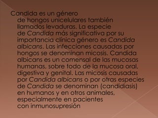 Candida es un género
de hongos unicelulares también
llamados levaduras. La especie
de Candida más significativa por su
importancia clínica género es Candida
albicans. Las infecciones causadas por
hongos se denominan micosis. Candida
albicans es un comensal de las mucosas
humanas, sobre todo de la mucosa oral,
digestiva y genital. Las micosis causadas
por Candida albicans o por otras especies
de Candida se denominan (candidiasis)
en humanos y en otros animales,
especialmente en pacientes
con inmunosupresión

 