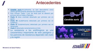 Comprehensive Surveillance and Control of Candida auris in Healthcare ...