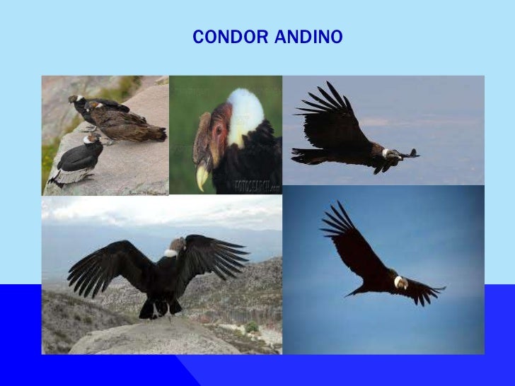 Cóndor andino Cóndor andino