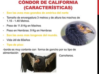 Cóndor de california | PPTX