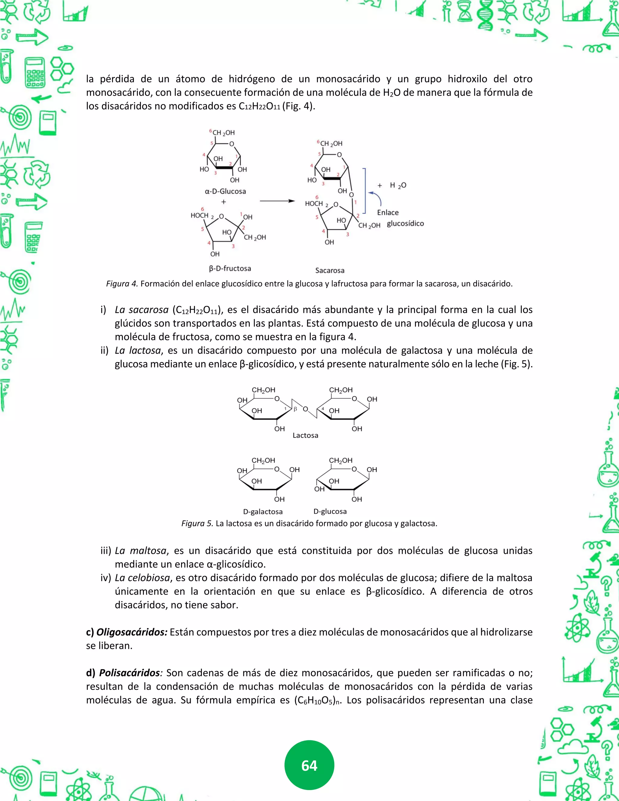 6464
la pérdida de un átomo de hidrógeno de un monosacárido y un grupo hidroxilo del otro
monosacárido, con la consecuente formación de una molécula de H2O de manera que la fórmula de
los disacáridos no modificados es C12H22O11 (Fig. 4).
Figura 4. Formación del enlace glucosídico entre la glucosa y lafructosa para formar la sacarosa, un disacárido.
i) La sacarosa (C12H22O11), es el disacárido más abundante y la principal forma en la cual los
glúcidos son transportados en las plantas. Está compuesto de una molécula de glucosa y una
molécula de fructosa, como se muestra en la figura 4.
ii) La lactosa, es un disacárido compuesto por una molécula de galactosa y una molécula de
glucosa mediante un enlace β-glicosídico, y está presente naturalmente sólo en la leche (Fig. 5).
Figura 5. La lactosa es un disacárido formado por glucosa y galactosa.
iii) La maltosa, es un disacárido que está constituida por dos moléculas de glucosa unidas
mediante un enlace α-glicosídico.
iv) La celobiosa, es otro disacárido formado por dos moléculas de glucosa; difiere de la maltosa
únicamente en la orientación en que su enlace es β-glicosídico. A diferencia de otros
disacáridos, no tiene sabor.
c) Oligosacáridos: Están compuestos por tres a diez moléculas de monosacáridos que al hidrolizarse
se liberan.
d) Polisacáridos: Son cadenas de más de diez monosacáridos, que pueden ser ramificadas o no;
resultan de la condensación de muchas moléculas de monosacáridos con la pérdida de varias
moléculas de agua. Su fórmula empírica es (C6H10O5)n. Los polisacáridos representan una clase
 