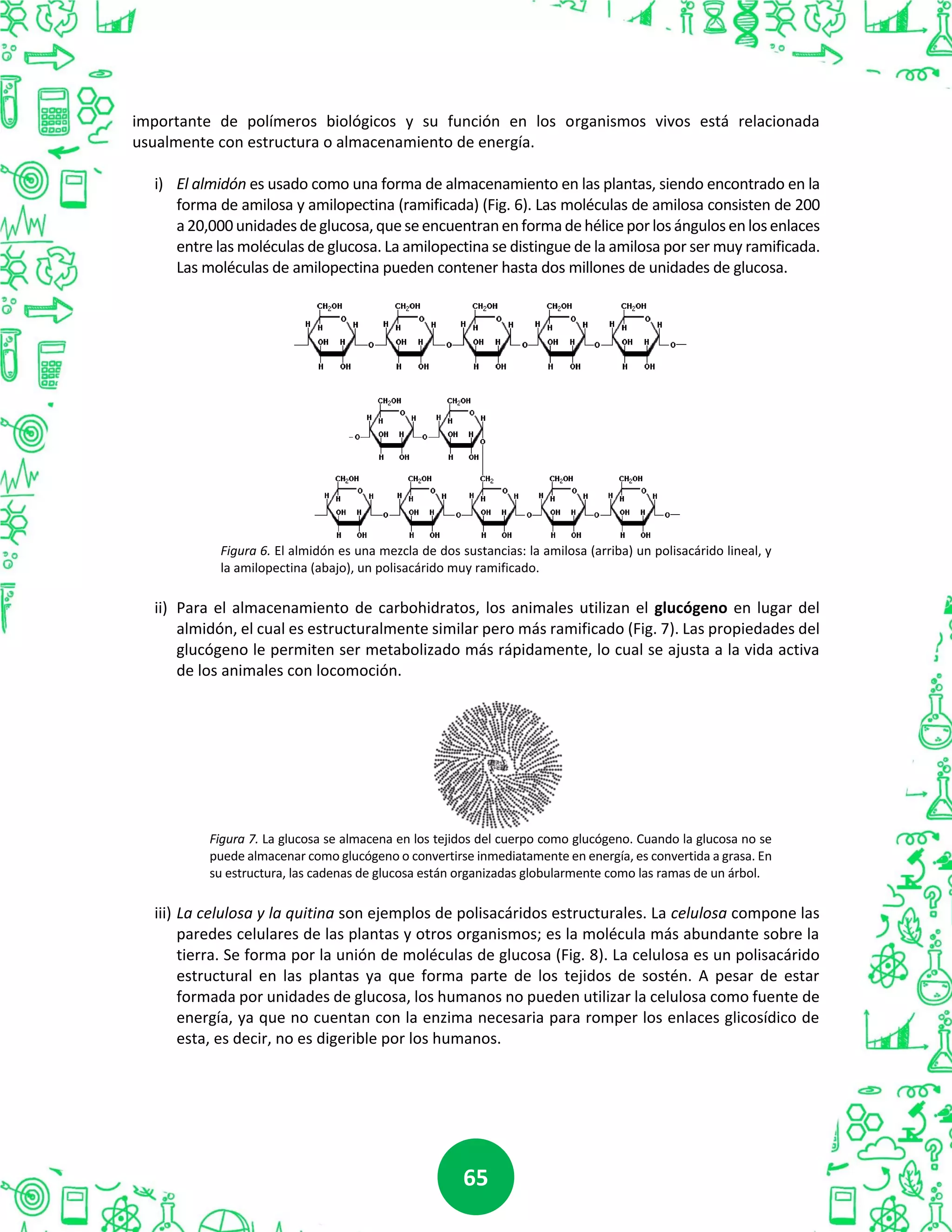 6565
importante de polímeros biológicos y su función en los organismos vivos está relacionada
usualmente con estructura o almacenamiento de energía.
i) El almidón es usado como una forma de almacenamiento en las plantas, siendo encontrado en la
forma de amilosa y amilopectina (ramificada) (Fig. 6). Las moléculas de amilosa consisten de 200
a20,000unidades deglucosa,queseencuentranenformadehéliceporlosángulosenlosenlaces
entre las moléculas de glucosa. La amilopectina se distingue de la amilosa por ser muy ramificada.
Las moléculas de amilopectina pueden contener hasta dos millones de unidades de glucosa.
Figura 6. El almidón es una mezcla de dos sustancias: la amilosa (arriba) un polisacárido lineal, y
la amilopectina (abajo), un polisacárido muy ramificado.
ii) Para el almacenamiento de carbohidratos, los animales utilizan el glucógeno en lugar del
almidón, el cual es estructuralmente similar pero más ramificado (Fig. 7). Las propiedades del
glucógeno le permiten ser metabolizado más rápidamente, lo cual se ajusta a la vida activa
de los animales con locomoción.
Figura 7. La glucosa se almacena en los tejidos del cuerpo como glucógeno. Cuando la glucosa no se
puede almacenar como glucógeno o convertirse inmediatamente en energía, es convertida a grasa. En
su estructura, las cadenas de glucosa están organizadas globularmente como las ramas de un árbol.
iii) La celulosa y la quitina son ejemplos de polisacáridos estructurales. La celulosa compone las
paredes celulares de las plantas y otros organismos; es la molécula más abundante sobre la
tierra. Se forma por la unión de moléculas de glucosa (Fig. 8). La celulosa es un polisacárido
estructural en las plantas ya que forma parte de los tejidos de sostén. A pesar de estar
formada por unidades de glucosa, los humanos no pueden utilizar la celulosa como fuente de
energía, ya que no cuentan con la enzima necesaria para romper los enlaces glicosídico de
esta, es decir, no es digerible por los humanos.
 
