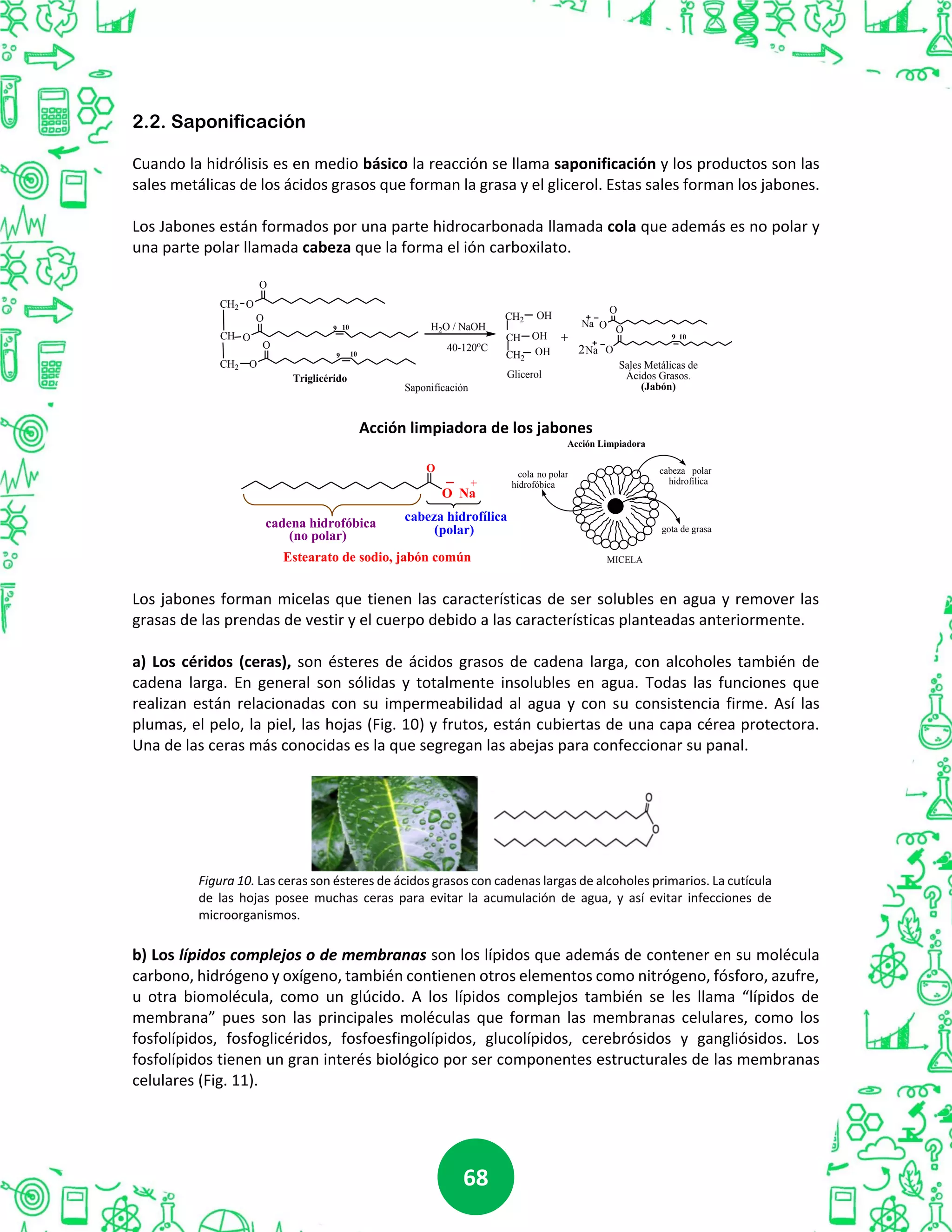 6868
2.2. Saponificación
Cuando la hidrólisis es en medio básico la reacción se llama saponificación y los productos son las
sales metálicas de los ácidos grasos que forman la grasa y el glicerol. Estas sales forman los jabones.
Los Jabones están formados por una parte hidrocarbonada llamada cola que además es no polar y
una parte polar llamada cabeza que la forma el ión carboxilato.
CH2
O
O
CH
O
O
CH2
O
O
Triglicérido
9
109
10 H2O / NaOH
Saponificación
O
O
O
O
9 10
2
+
Na
Na
Sales Metálicas de
Ácidos Grasos.
(Jabón)
Glicerol
CH2
CH
CH2
OH
OH
OH40-120o
C
Acción limpiadora de los jabones
O
O Na
+
cadena hidrofóbica
(no polar)
cabeza hidrofílica
(polar)
Estearato de sodio, jabón común
cabeza polar
hidrofílica
cola no polar
hidrofóbica
gota de grasa
MICELA
Acción Limpiadora
Los jabones forman micelas que tienen las características de ser solubles en agua y remover las
grasas de las prendas de vestir y el cuerpo debido a las características planteadas anteriormente.
a) Los céridos (ceras), son ésteres de ácidos grasos de cadena larga, con alcoholes también de
cadena larga. En general son sólidas y totalmente insolubles en agua. Todas las funciones que
realizan están relacionadas con su impermeabilidad al agua y con su consistencia firme. Así las
plumas, el pelo, la piel, las hojas (Fig. 10) y frutos, están cubiertas de una capa cérea protectora.
Una de las ceras más conocidas es la que segregan las abejas para confeccionar su panal.
Figura 10. Las ceras son ésteres de ácidos grasos con cadenas largas de alcoholes primarios. La cutícula
de las hojas posee muchas ceras para evitar la acumulación de agua, y así evitar infecciones de
microorganismos.
b) Los lípidos complejos o de membranas son los lípidos que además de contener en su molécula
carbono, hidrógeno y oxígeno, también contienen otros elementos como nitrógeno, fósforo, azufre,
u otra biomolécula, como un glúcido. A los lípidos complejos también se les llama “lípidos de
membrana” pues son las principales moléculas que forman las membranas celulares, como los
fosfolípidos, fosfoglicéridos, fosfoesfingolípidos, glucolípidos, cerebrósidos y gangliósidos. Los
fosfolípidos tienen un gran interés biológico por ser componentes estructurales de las membranas
celulares (Fig. 11).
 