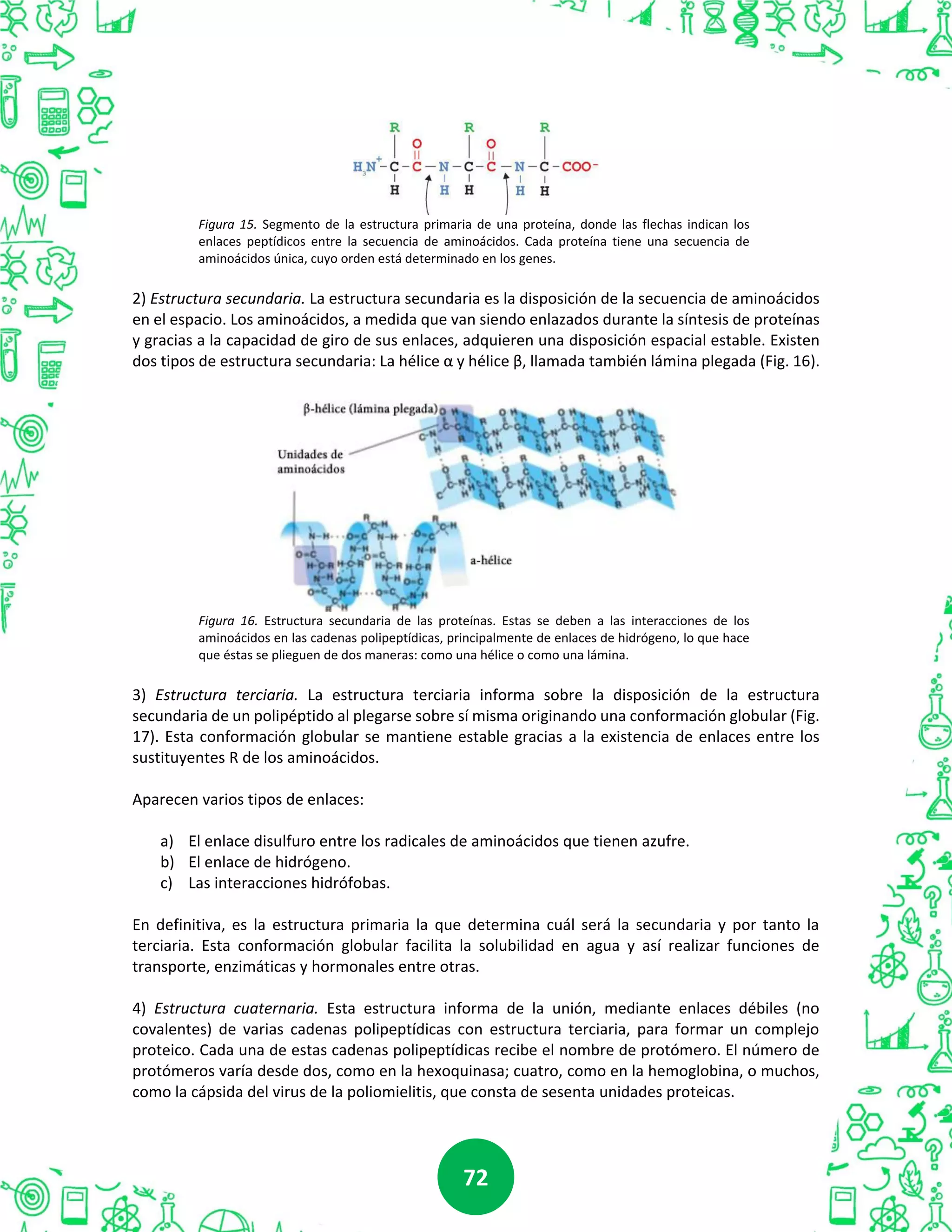 7272
Figura 15. Segmento de la estructura primaria de una proteína, donde las flechas indican los
enlaces peptídicos entre la secuencia de aminoácidos. Cada proteína tiene una secuencia de
aminoácidos única, cuyo orden está determinado en los genes.
2) Estructura secundaria. La estructura secundaria es la disposición de la secuencia de aminoácidos
en el espacio. Los aminoácidos, a medida que van siendo enlazados durante la síntesis de proteínas
y gracias a la capacidad de giro de sus enlaces, adquieren una disposición espacial estable. Existen
dos tipos de estructura secundaria: La hélice α y hélice β, llamada también lámina plegada (Fig. 16).
Figura 16. Estructura secundaria de las proteínas. Estas se deben a las interacciones de los
aminoácidos en las cadenas polipeptídicas, principalmente de enlaces de hidrógeno, lo que hace
que éstas se plieguen de dos maneras: como una hélice o como una lámina.
3) Estructura terciaria. La estructura terciaria informa sobre la disposición de la estructura
secundaria de un polipéptido al plegarse sobre sí misma originando una conformación globular (Fig.
17). Esta conformación globular se mantiene estable gracias a la existencia de enlaces entre los
sustituyentes R de los aminoácidos.
Aparecen varios tipos de enlaces:
a) El enlace disulfuro entre los radicales de aminoácidos que tienen azufre.
b) El enlace de hidrógeno.
c) Las interacciones hidrófobas.
En definitiva, es la estructura primaria la que determina cuál será la secundaria y por tanto la
terciaria. Esta conformación globular facilita la solubilidad en agua y así realizar funciones de
transporte, enzimáticas y hormonales entre otras.
4) Estructura cuaternaria. Esta estructura informa de la unión, mediante enlaces débiles (no
covalentes) de varias cadenas polipeptídicas con estructura terciaria, para formar un complejo
proteico. Cada una de estas cadenas polipeptídicas recibe el nombre de protómero. El número de
protómeros varía desde dos, como en la hexoquinasa; cuatro, como en la hemoglobina, o muchos,
como la cápsida del virus de la poliomielitis, que consta de sesenta unidades proteicas.
 