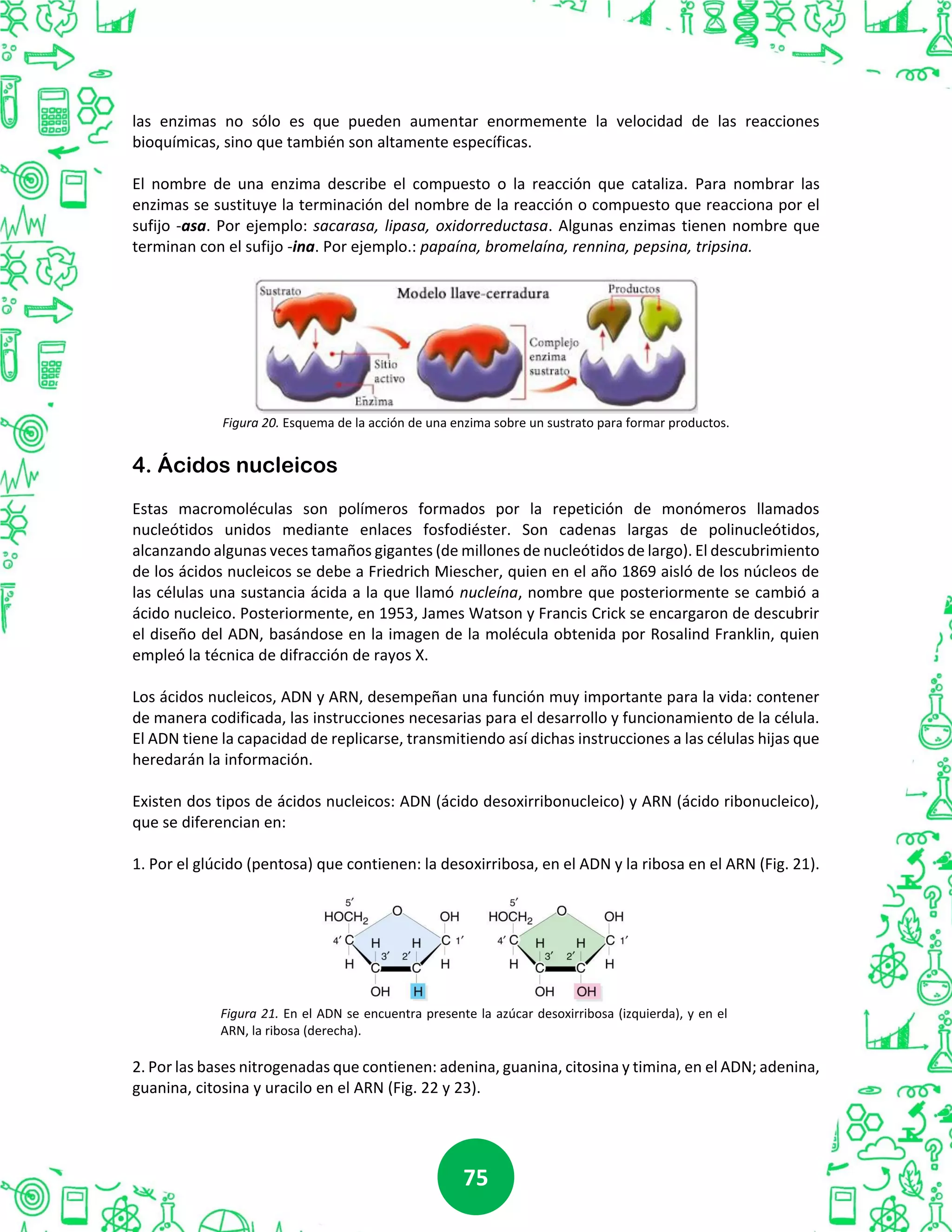 7575
las enzimas no sólo es que pueden aumentar enormemente la velocidad de las reacciones
bioquímicas, sino que también son altamente específicas.
El nombre de una enzima describe el compuesto o la reacción que cataliza. Para nombrar las
enzimas se sustituye la terminación del nombre de la reacción o compuesto que reacciona por el
sufijo -asa. Por ejemplo: sacarasa, lipasa, oxidorreductasa. Algunas enzimas tienen nombre que
terminan con el sufijo -ina. Por ejemplo.: papaína, bromelaína, rennina, pepsina, tripsina.
Figura 20. Esquema de la acción de una enzima sobre un sustrato para formar productos.
4. Ácidos nucleicos
Estas macromoléculas son polímeros formados por la repetición de monómeros llamados
nucleótidos unidos mediante enlaces fosfodiéster. Son cadenas largas de polinucleótidos,
alcanzando algunas veces tamaños gigantes (de millones de nucleótidos de largo). El descubrimiento
de los ácidos nucleicos se debe a Friedrich Miescher, quien en el año 1869 aisló de los núcleos de
las células una sustancia ácida a la que llamó nucleína, nombre que posteriormente se cambió a
ácido nucleico. Posteriormente, en 1953, James Watson y Francis Crick se encargaron de descubrir
el diseño del ADN, basándose en la imagen de la molécula obtenida por Rosalind Franklin, quien
empleó la técnica de difracción de rayos X.
Los ácidos nucleicos, ADN y ARN, desempeñan una función muy importante para la vida: contener
de manera codificada, las instrucciones necesarias para el desarrollo y funcionamiento de la célula.
El ADN tiene la capacidad de replicarse, transmitiendo así dichas instrucciones a las células hijas que
heredarán la información.
Existen dos tipos de ácidos nucleicos: ADN (ácido desoxirribonucleico) y ARN (ácido ribonucleico),
que se diferencian en:
1. Por el glúcido (pentosa) que contienen: la desoxirribosa, en el ADN y la ribosa en el ARN (Fig. 21).
Figura 21. En el ADN se encuentra presente la azúcar desoxirribosa (izquierda), y en el
ARN, la ribosa (derecha).
2. Por las bases nitrogenadas que contienen: adenina, guanina, citosina y timina, en el ADN; adenina,
guanina, citosina y uracilo en el ARN (Fig. 22 y 23).
 