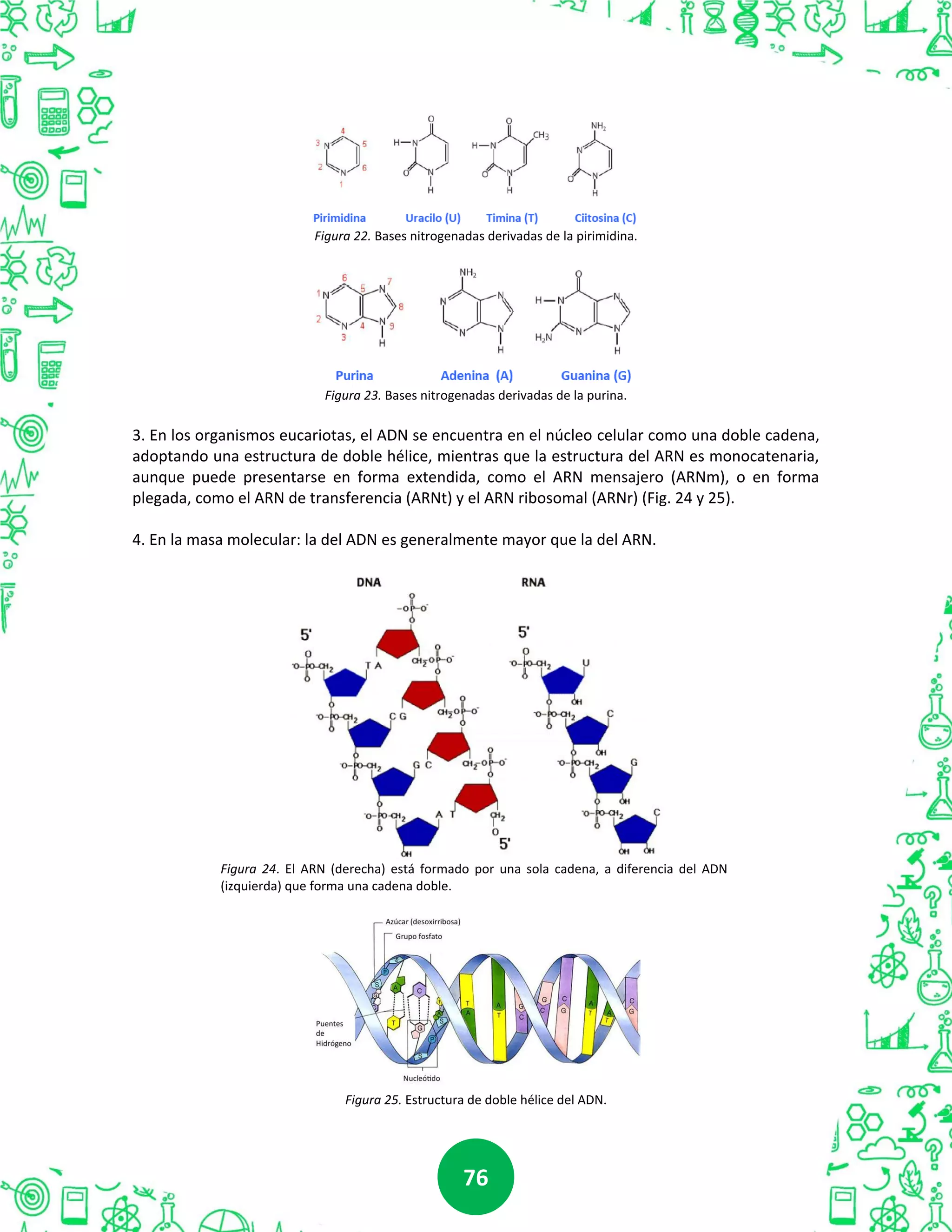 7676
Figura 22. Bases nitrogenadas derivadas de la pirimidina.
Figura 23. Bases nitrogenadas derivadas de la purina.
3. En los organismos eucariotas, el ADN se encuentra en el núcleo celular como una doble cadena,
adoptando una estructura de doble hélice, mientras que la estructura del ARN es monocatenaria,
aunque puede presentarse en forma extendida, como el ARN mensajero (ARNm), o en forma
plegada, como el ARN de transferencia (ARNt) y el ARN ribosomal (ARNr) (Fig. 24 y 25).
4. En la masa molecular: la del ADN es generalmente mayor que la del ARN.
Figura 24. El ARN (derecha) está formado por una sola cadena, a diferencia del ADN
(izquierda) que forma una cadena doble.
Figura 25. Estructura de doble hélice del ADN.
 