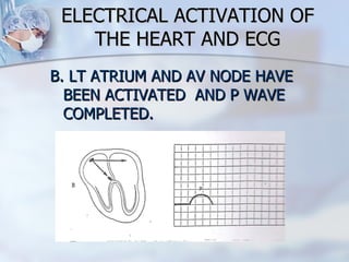 ELECTRICAL ACTIVATION OF THE HEART AND ECG B. LT ATRIUM AND AV NODE HAVE BEEN ACTIVATED  AND P WAVE COMPLETED. 