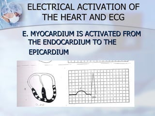 ELECTRICAL ACTIVATION OF THE HEART AND ECG E. MYOCARDIUM IS ACTIVATED FROM THE ENDOCARDIUM TO THE  EPICARDIUM  
