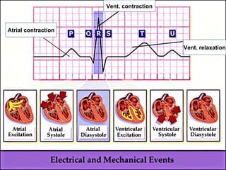 Atrial contraction Vent. contraction Vent. relaxation 