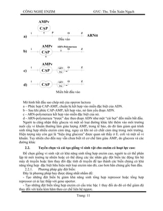 CÔNG NGH ENZIM GVC: Ths. Tr n Xuân Ng ch
Trang: 11
CAP
P O Zi
i ZO
ARN-Polymeraza
CAP
a)
b)
c)
i ZO
CAP
AMPv
AMPv
AMPv
ARN
Pol
Pol
ARN
CAP
O Zi
d)
ARNtt
Mô hình b t u sao chép mã c a operon lactoza
a – Ph c h p CAP-AMPv chu n b k t h p vào mi n c bi t c a ADN.
b – Sau khi ph c CAP-AMPv k t h p vào, nó làm y u n ADN.
c - ARN-polymeraza k t h p vào mi n c bi t c a nó.
d - ARN-polymeraza “tr c” d c theo n ADN nh m t “cái b t” n mi n b t u.
Ng i ta c ng nh n th y glucza và m t s lo i ng khác khi thêm vào môi tr ng
nuôi c y vi khu n th ng làm giàu l ng AMPv trong t bào, do ó làm gi m quá trình
sinh t ng h p nhi u enzim c m ng, ngay c khi nó có ch t c m ng trong môi tr ng.
Hi n t ng này còn g i là “hi u ng glucoza” c quan sát th y E. coli và m t s vi
khu n. Tuy nhiên cho n nay v n ch a bi t rõ c ch làm giàu AMPv do glucoza và các
ng khác
2.2. Tuy n ch n và c i t o gi ng vi sinh v t cho enzim có ho t l c cao:
ch n gi ng vi sinh v t có kh n ng sinh t ng h p enzim cao, ng i ta có th phân
p t môi tr ng t nhiên ho c có th dùng các tác nhân gây t bi n tác ng lên b
máy di truy n ho c làm thay i c tính di truy n t o thành các bi n ch ng có kh
ng t ng h p c bi t h u hi u m t lo i enzim nào ó, cao h n h n ch ng g c ban u.
2.2.1. Ph ng pháp gây t bi n:
ây là ph ng pháp hay c dùng nh t nh m :
- T o nh ng t bi n b gi m kh n ng sinh t ng h p repressor ho c t ng h p
repressor có ái l c th p v i gene opertor.
- T o nh ng t bi n t ng h p enzim có c u trúc b c 1 thay i do ó có th gi m
thay i v i ki u kìm hãm theo c ch liên h ng c.
u vào
Mi n b t u vào
 