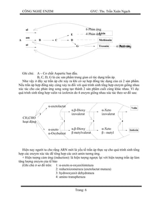 CÔNG NGH ENZIM GVC: Ths. Tr n Xuân Ng ch
Trang: 6
al
am
at
A B C D Methionin
E
G
Lizin
Treonin Izoloxin
Ghi chú: A – C ch t Aspartic ban u.
B, C, D, G là các s n ph m trung gian có tác d ng tr n áp.
Nh v y ây s tr n áp ch x y ra khi có s h p ng tác d ng c a c 2 s n ph m.
u tr n áp h p ng này cùng x y ra i v i quá trình sinh t ng h p enzym gi ng nhau
xúc tác cho các ph n ng song song t o thành 2 s n ph m cu i cùng khác nhau. Ví d :
quá trình sinh t ng h p valin và izol xin do 4 enzym gi ng nhau xúc tác theo s sau:
Valin
Izoloxin
432
1
Hi n nay ng i ta cho r ng ARN m i là y u t tr n áp th c s cho quá trình sinh t ng
p các enzym xúc tác t ng h p các axit amin t ng ng.
+ Hi n t ng c m ng (induction): là hi n t ng ng c l i v i hi n t ng tr n áp làm
ng l ng enzym c a t bào
(Ghi chú s trên: 1: -axeto. -oxyaxítintetaza
2: reductoizomeraza (axetolactat mutaza)
3: hydrooxyaxit dehydrataza
4: amino transpheraza
4 Ph n ng
4 Ph n ng
6 Ph n ng
-axetolactat
-axeto
-Oxybutirat
-Dioxy
metylvalerat
-Xeto
- metyl
-Xeto
izovalerat
-Dioxy
izovalerat
CH3CHO
ho t ng
 